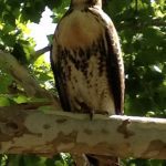 Hawk spotting at Elk Creek Resort